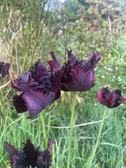 Tulip Black Parrot - Green's of Ireland Online Garden Shop.  Tulips, West Cork Bulbs, Daffodil Bulbs, Tulip Bulbs, Crocus Bulbs, Autumn Bulbs, Bulbs, Cheap Bulbs