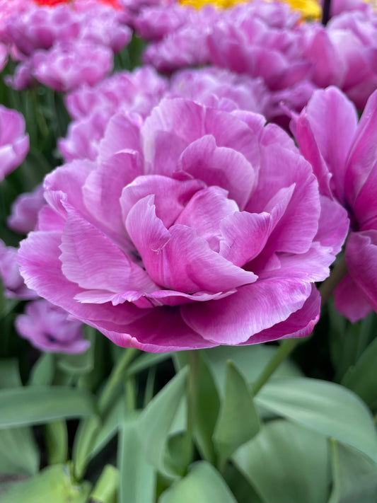 Double Tulip Blue Diamond - Green's of Ireland Online Garden Shop.  Tulips, West Cork Bulbs, Daffodil Bulbs, Tulip Bulbs, Crocus Bulbs, Autumn Bulbs, Bulbs, Cheap Bulbs
