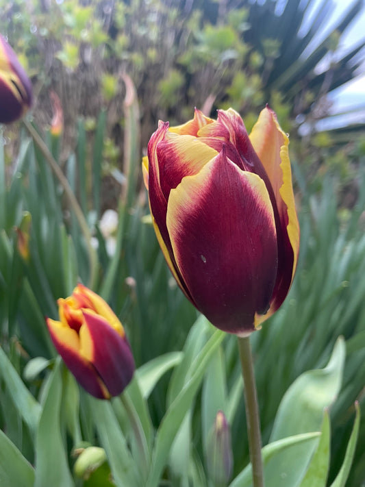 Single Tulip Triumph 'Gavota' - Green's of Ireland Online Garden Shop.  Tulips, West Cork Bulbs, Daffodil Bulbs, Tulip Bulbs, Crocus Bulbs, Autumn Bulbs, Bulbs, Cheap Bulbs