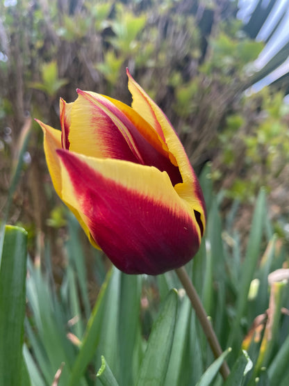 Single Tulip Triumph 'Gavota' - Green's of Ireland Online Garden Shop.  Tulips, West Cork Bulbs, Daffodil Bulbs, Tulip Bulbs, Crocus Bulbs, Autumn Bulbs, Bulbs, Cheap Bulbs
