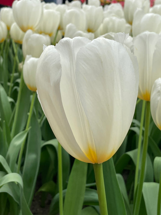 Triumph Tulip 'Pays Bas' - Green's of Ireland Online Garden Shop.  Tulips, West Cork Bulbs, Daffodil Bulbs, Tulip Bulbs, Crocus Bulbs, Autumn Bulbs, Bulbs, Cheap Bulbs