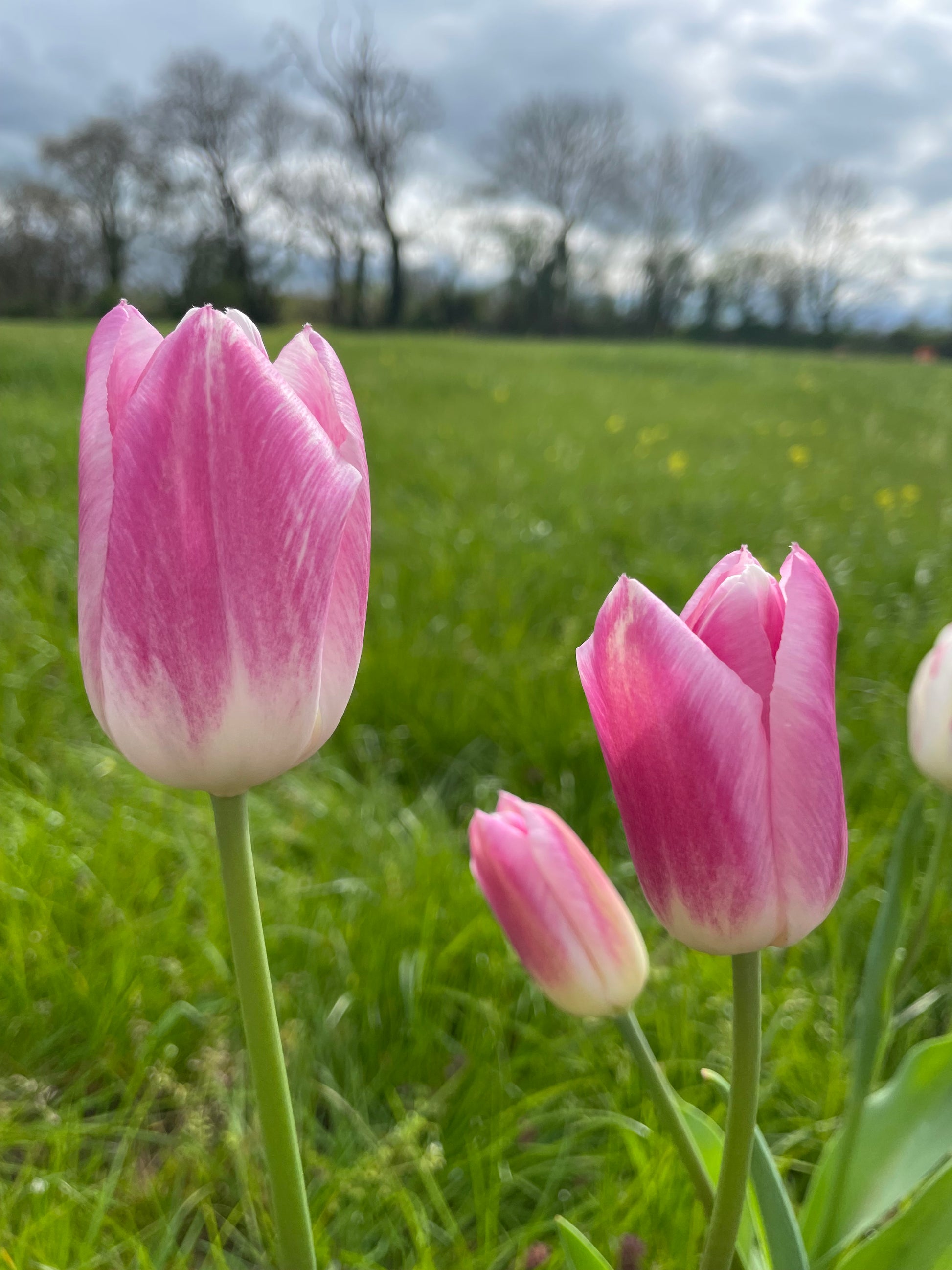 Single Tulip Royal Ten - Green's of Ireland Online Garden Shop.  Tulips, West Cork Bulbs, Daffodil Bulbs, Tulip Bulbs, Crocus Bulbs, Autumn Bulbs, Bulbs, Cheap Bulbs