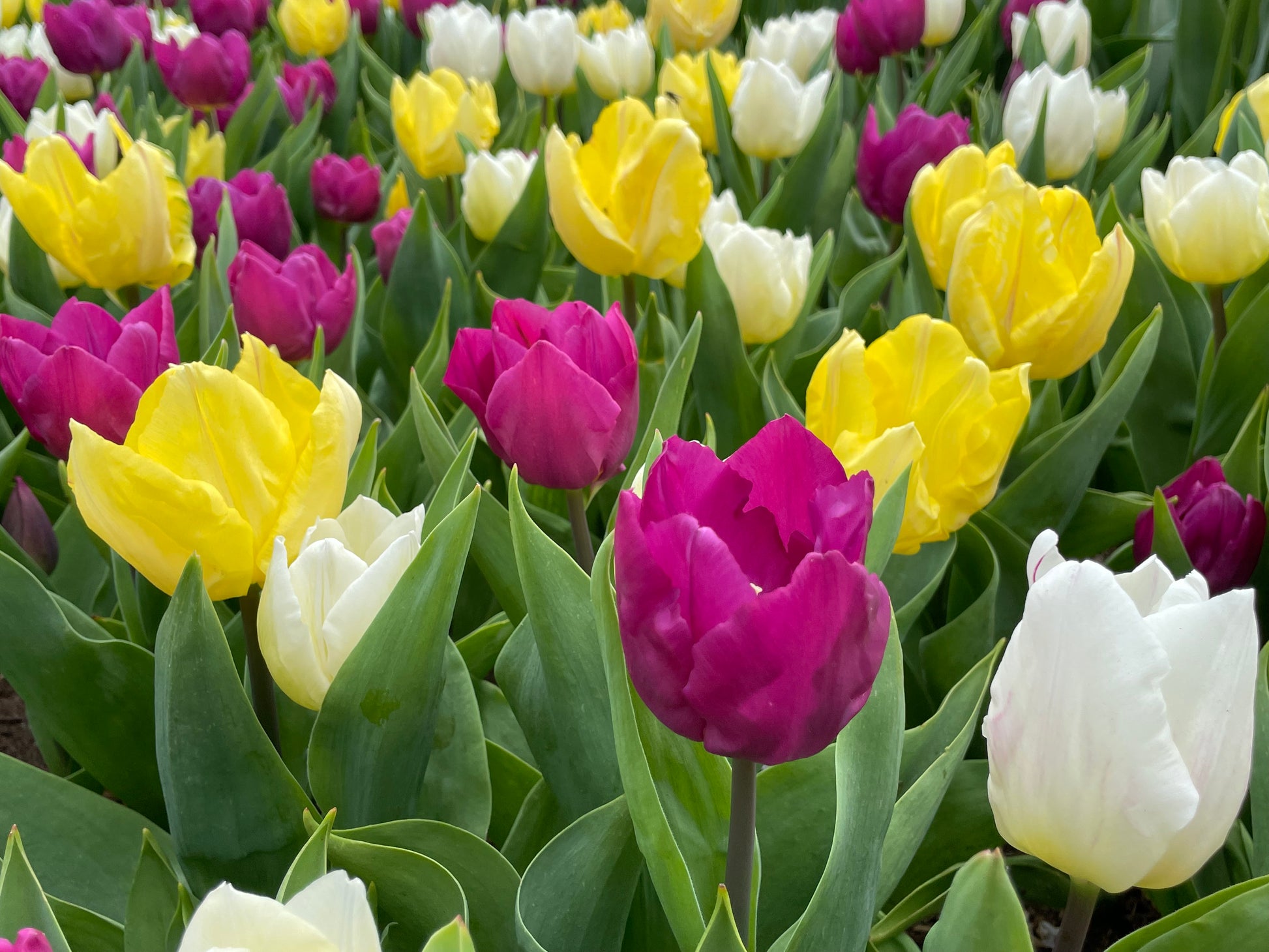 Tulip Single Mixed - Green's of Ireland Online Garden Shop.  Tulips, West Cork Bulbs, Daffodil Bulbs, Tulip Bulbs, Crocus Bulbs, Autumn Bulbs, Bulbs, Cheap Bulbs