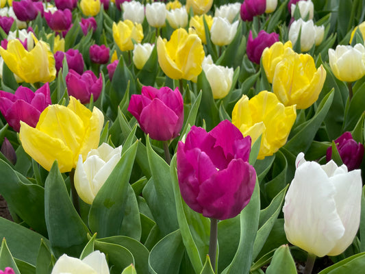 Tulip Single Mixed - Green's of Ireland Online Garden Shop.  Tulips, West Cork Bulbs, Daffodil Bulbs, Tulip Bulbs, Crocus Bulbs, Autumn Bulbs, Bulbs, Cheap Bulbs