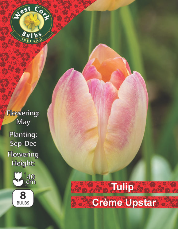 Double Late Tulip Creme Upstar