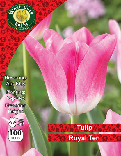Single Tulip Royal Ten - Green's of Ireland Online Garden Shop.  Tulips, West Cork Bulbs, Daffodil Bulbs, Tulip Bulbs, Crocus Bulbs, Autumn Bulbs, Bulbs, Cheap Bulbs