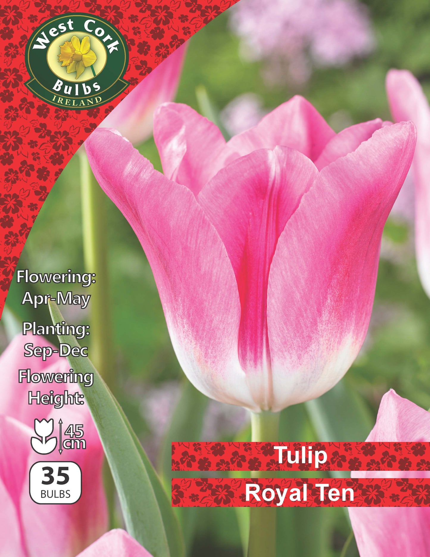 Single Tulip Royal Ten - Green's of Ireland Online Garden Shop.  Tulips, West Cork Bulbs, Daffodil Bulbs, Tulip Bulbs, Crocus Bulbs, Autumn Bulbs, Bulbs, Cheap Bulbs