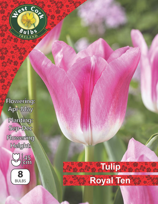 Single Tulip Royal Ten - Green's of Ireland Online Garden Shop.  Tulips, West Cork Bulbs, Daffodil Bulbs, Tulip Bulbs, Crocus Bulbs, Autumn Bulbs, Bulbs, Cheap Bulbs