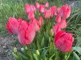 Single Tulip Van Eijk - Green's of Ireland Online Garden Shop.  Tulips, West Cork Bulbs, Daffodil Bulbs, Tulip Bulbs, Crocus Bulbs, Autumn Bulbs, Bulbs, Cheap Bulbs