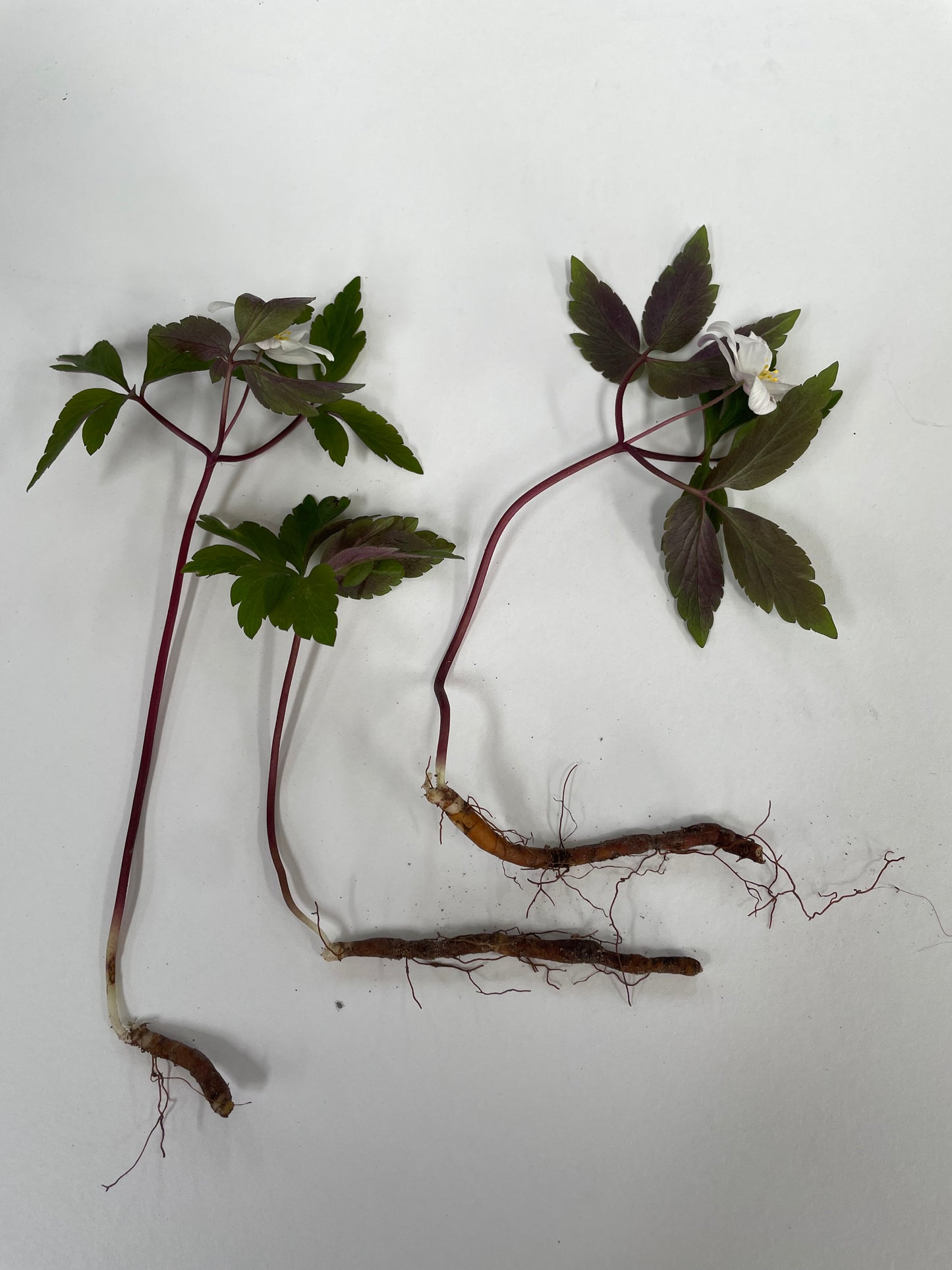 Wild or Wood Anemone  - Anemone nemorosa - Green's of Ireland Online Garden Shop.  Anemones, West Cork Bulbs, Daffodil Bulbs, Tulip Bulbs, Crocus Bulbs, Autumn Bulbs, Bulbs, Cheap Bulbs