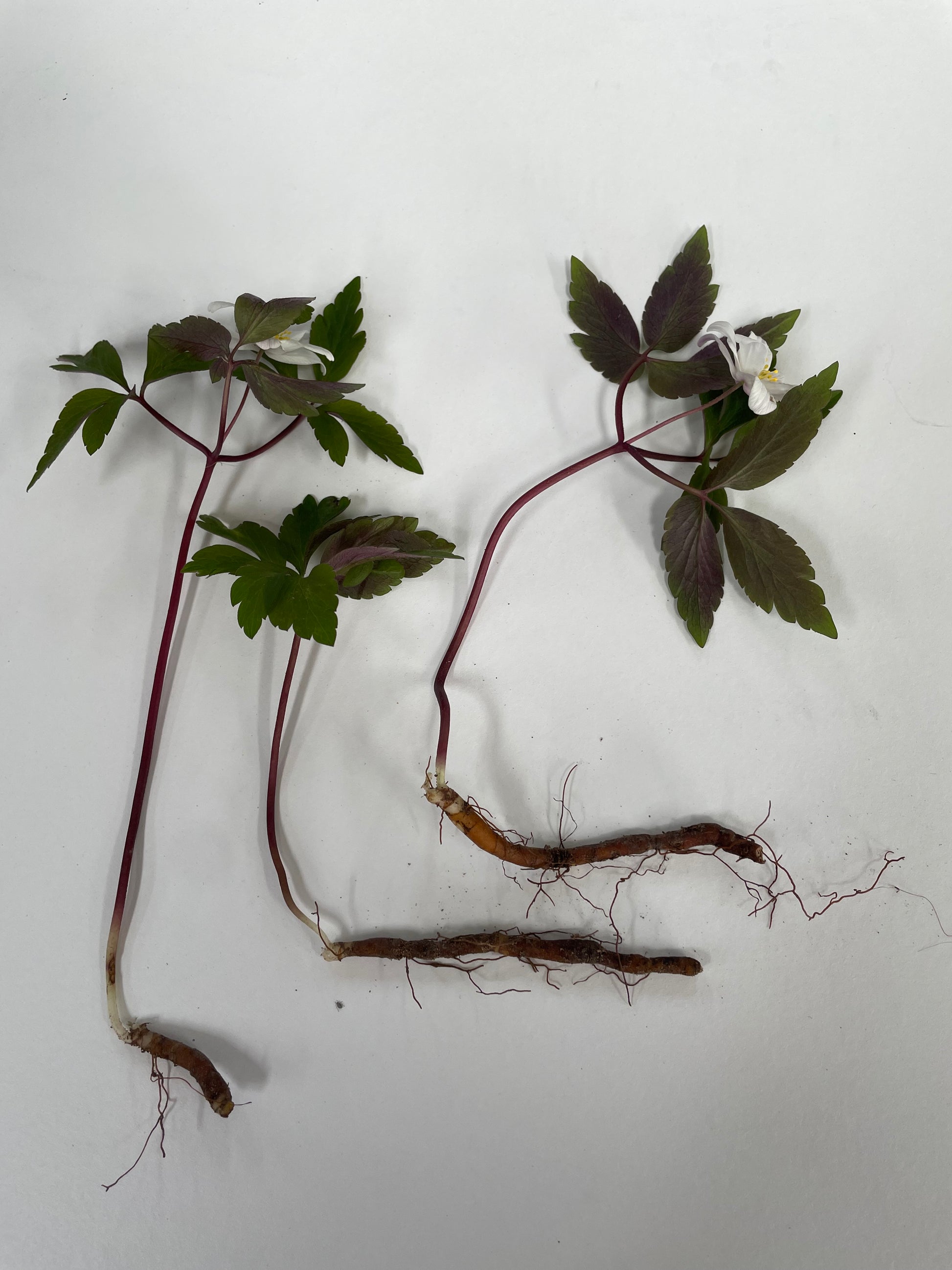 Wild or Wood Anemone  - Anemone nemorosa - Green's of Ireland Online Garden Shop.  Anemones, West Cork Bulbs, Daffodil Bulbs, Tulip Bulbs, Crocus Bulbs, Autumn Bulbs, Bulbs, Cheap Bulbs