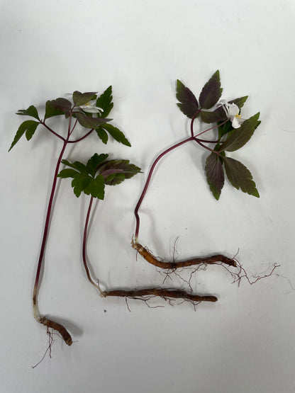 Wild or Wood Anemone  - Anemone nemorosa - Green's of Ireland Online Garden Shop.  Anemones, West Cork Bulbs, Daffodil Bulbs, Tulip Bulbs, Crocus Bulbs, Autumn Bulbs, Bulbs, Cheap Bulbs