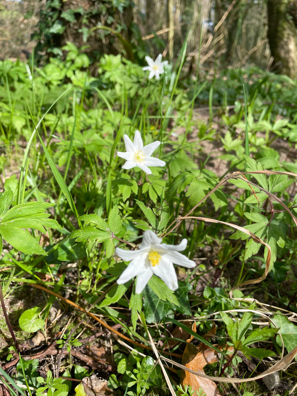 Wild or Wood Anemone  - Anemone nemorosa