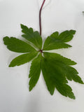 Anémone Sauvage <p>Nemorosa</p>