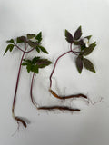 Anémone Sauvage <p>Nemorosa</p>