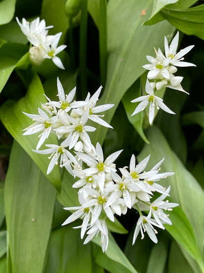 Allium Ursinum - WILD GARLIC - Green's of Ireland Online Garden Shop.  Allium, West Cork Bulbs, Daffodil Bulbs, Tulip Bulbs, Crocus Bulbs, Autumn Bulbs, Bulbs, Cheap Bulbs