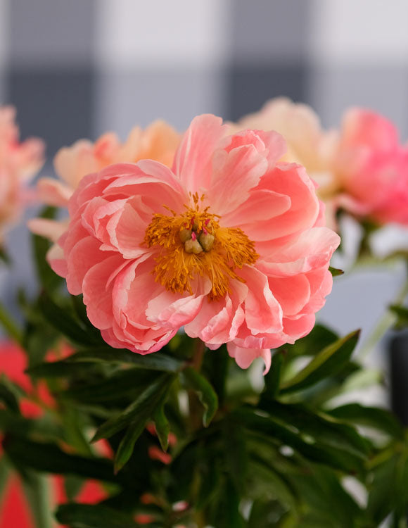 Florist Peony Cut flower 'Coral Sunset' bouquet