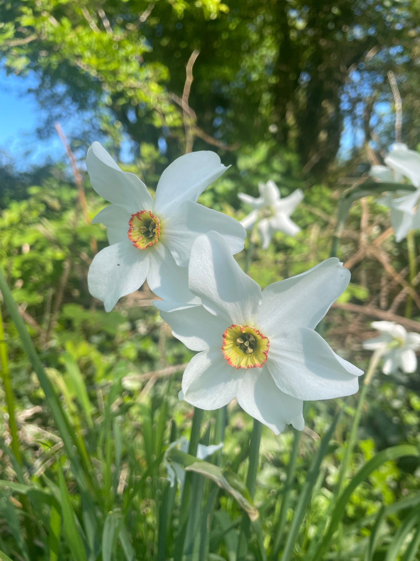Daffodils 'Pheasant Eye' - Green's of Ireland Online Garden Shop.  Flower Bulbs, West Cork Bulbs, Daffodil Bulbs, Tulip Bulbs, Crocus Bulbs, Autumn Bulbs, Bulbs, Cheap Bulbs
