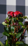 Irish Grown Peonies <p>Red Sarah Bernard</p> - Green's of Ireland Online Garden Shop.  Cut Flowers, Killowen Orchard, Daffodil Bulbs, Tulip Bulbs, Crocus Bulbs, Autumn Bulbs, Bulbs, Cheap Bulbs