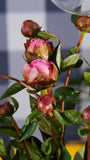 Irish Grown Peonies <p>Pink Sarah Bernard</p> - Green's of Ireland Online Garden Shop.  Cut Flowers, Killowen Orchard, Daffodil Bulbs, Tulip Bulbs, Crocus Bulbs, Autumn Bulbs, Bulbs, Cheap Bulbs