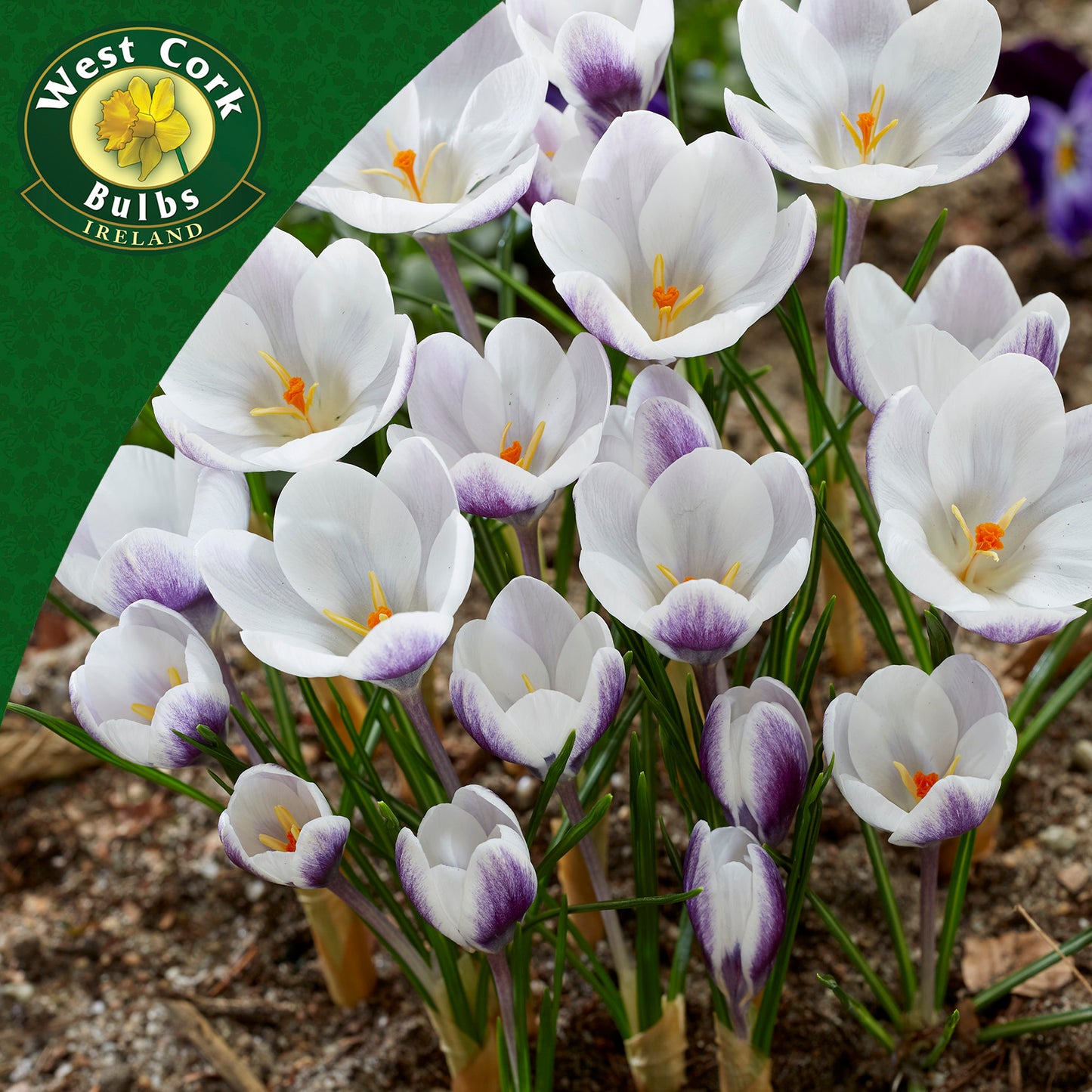 Crocus Species 'Prins Claus' - Green's of Ireland Online Garden Shop.  Crocus, West Cork Bulbs, Daffodil Bulbs, Tulip Bulbs, Crocus Bulbs, Autumn Bulbs, Bulbs, Cheap Bulbs