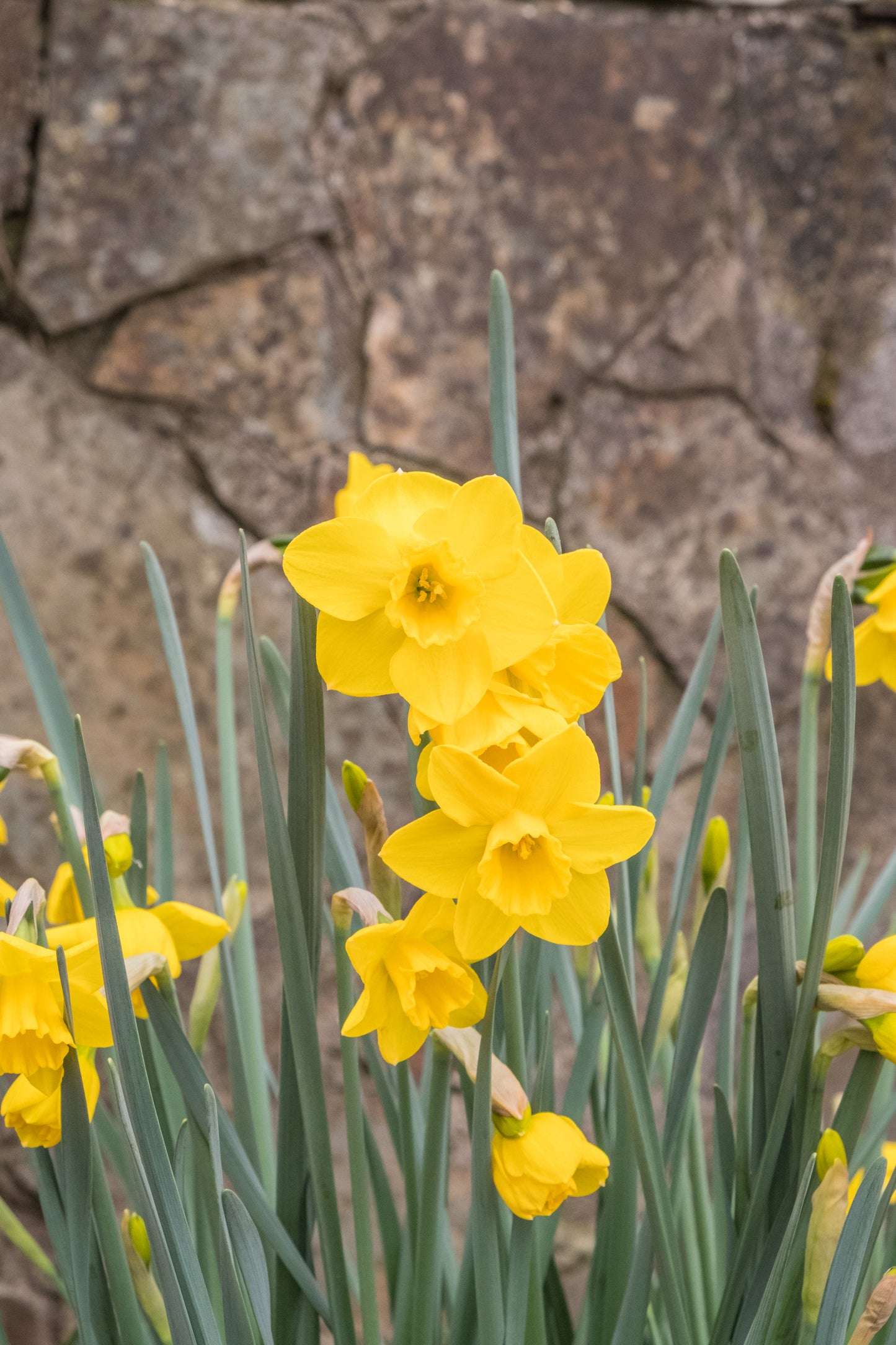 Miniature Daffodils 'Quail'