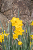 Miniature Daffodils Quail