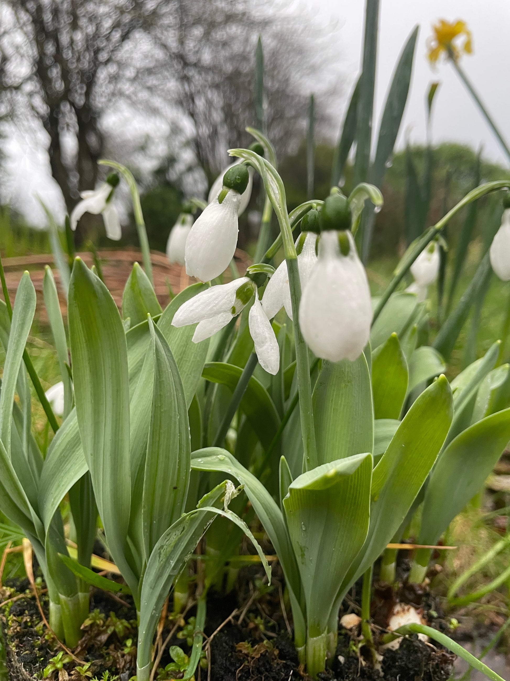 Snowdrops Elwesii - Green's of Ireland Online Garden Shop.  Snowdrops, West Cork Bulbs, Daffodil Bulbs, Tulip Bulbs, Crocus Bulbs, Autumn Bulbs, Bulbs, Cheap Bulbs