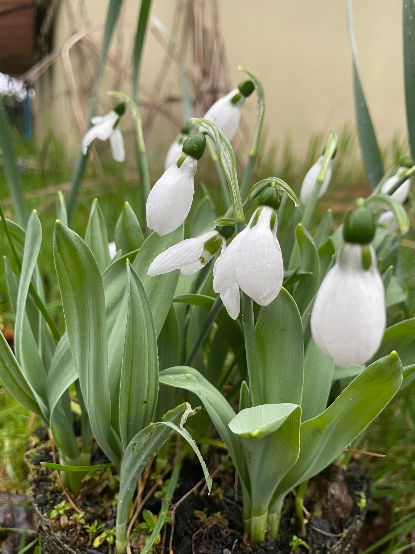 Snowdrops Elwesii - Green's of Ireland Online Garden Shop.  Snowdrops, West Cork Bulbs, Daffodil Bulbs, Tulip Bulbs, Crocus Bulbs, Autumn Bulbs, Bulbs, Cheap Bulbs
