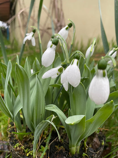 Snowdrops Elwesii - Green's of Ireland Online Garden Shop.  Snowdrops, West Cork Bulbs, Daffodil Bulbs, Tulip Bulbs, Crocus Bulbs, Autumn Bulbs, Bulbs, Cheap Bulbs
