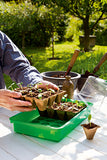 Biodegradable pots 6 cm square - Green's of Ireland Online Garden Shop.  , Romberg, Daffodil Bulbs, Tulip Bulbs, Crocus Bulbs, Autumn Bulbs, Bulbs, Cheap Bulbs