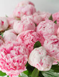 Irish Grown Peonies <p>Pink Sarah Bernard</p> - Green's of Ireland Online Garden Shop.  Cut Flowers, Killowen Orchard, Daffodil Bulbs, Tulip Bulbs, Crocus Bulbs, Autumn Bulbs, Bulbs, Cheap Bulbs