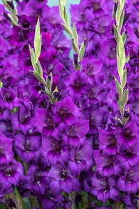 Gladioli Large Flowering  'Purple Flora' - Green's of Ireland Online Garden Shop.  Flower Bulbs, West Cork Bulbs, Daffodil Bulbs, Tulip Bulbs, Crocus Bulbs, Autumn Bulbs, Bulbs, Cheap Bulbs