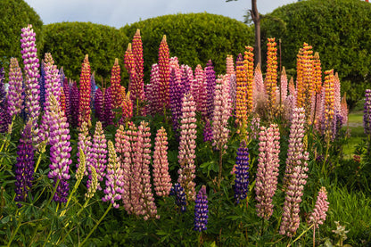 Lupinus Rusell Hybrid Mixed - Green's of Ireland Online Garden Shop.  Flower Bulbs, West Cork Bulbs, Daffodil Bulbs, Tulip Bulbs, Crocus Bulbs, Autumn Bulbs, Bulbs, Cheap Bulbs