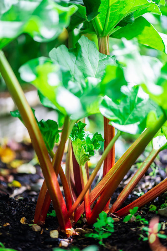 Rhubarb 'Holsteiner Blut' - Green's of Ireland Online Garden Shop.  Berry, West Cork Bulbs, Daffodil Bulbs, Tulip Bulbs, Crocus Bulbs, Autumn Bulbs, Bulbs, Cheap Bulbs