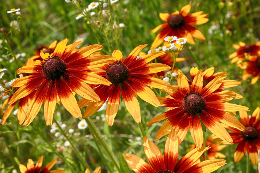 Rudbeckia 'Prairie Glow' - Green's of Ireland Online Garden Shop.  Flower Bulbs, West Cork Bulbs, Daffodil Bulbs, Tulip Bulbs, Crocus Bulbs, Autumn Bulbs, Bulbs, Cheap Bulbs