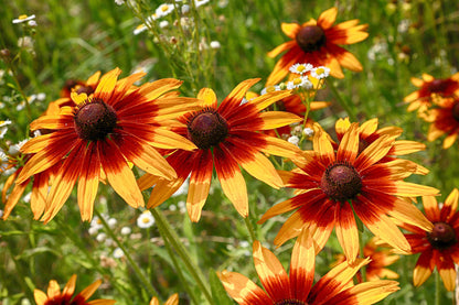 Rudbeckia 'Prairie Glow' - Green's of Ireland Online Garden Shop.  Flower Bulbs, West Cork Bulbs, Daffodil Bulbs, Tulip Bulbs, Crocus Bulbs, Autumn Bulbs, Bulbs, Cheap Bulbs
