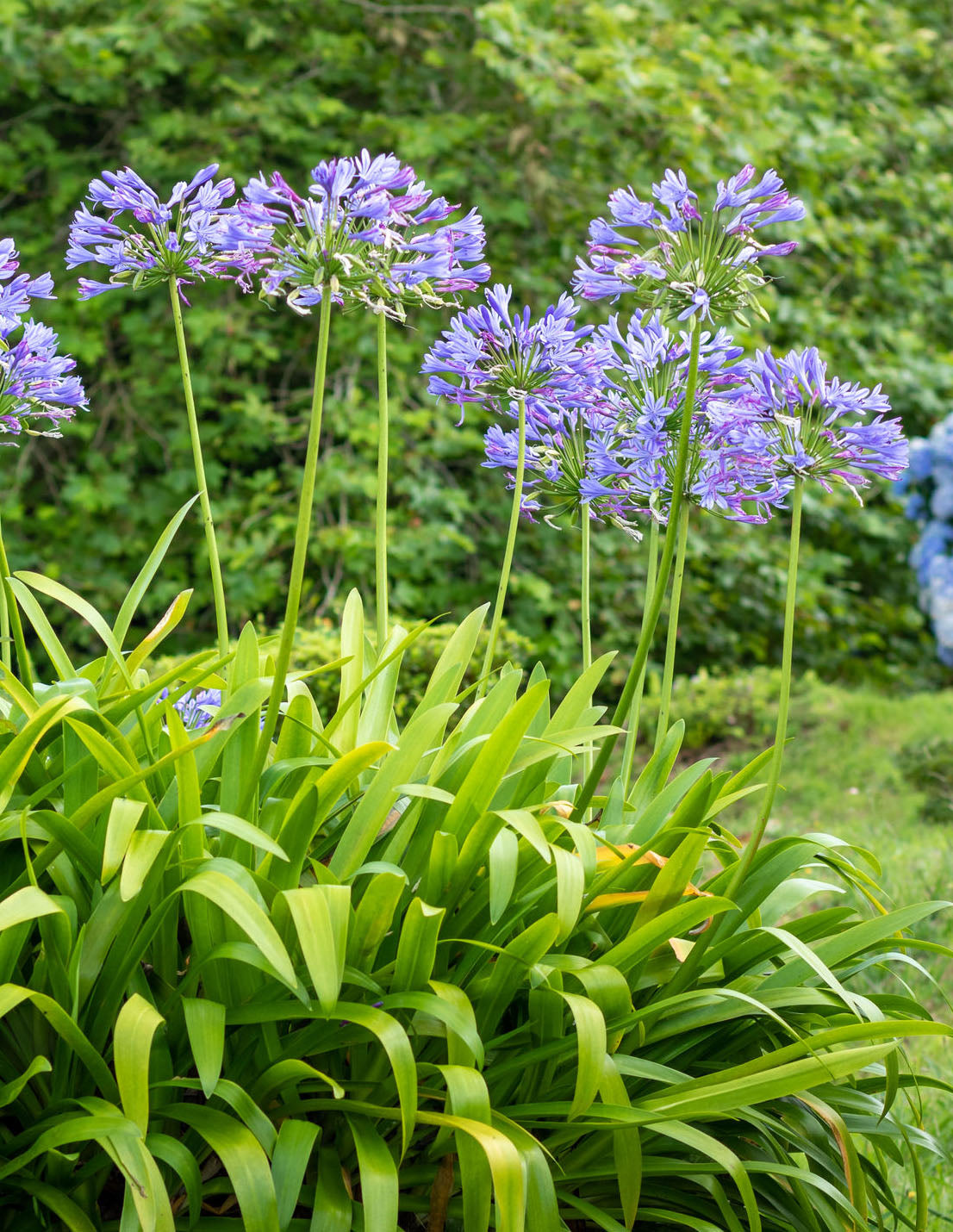 Agapanthus 'Dr Brouwer' - Green's of Ireland Online Garden Shop.  Flower Bulbs, West Cork Bulbs, Daffodil Bulbs, Tulip Bulbs, Crocus Bulbs, Autumn Bulbs, Bulbs, Cheap Bulbs