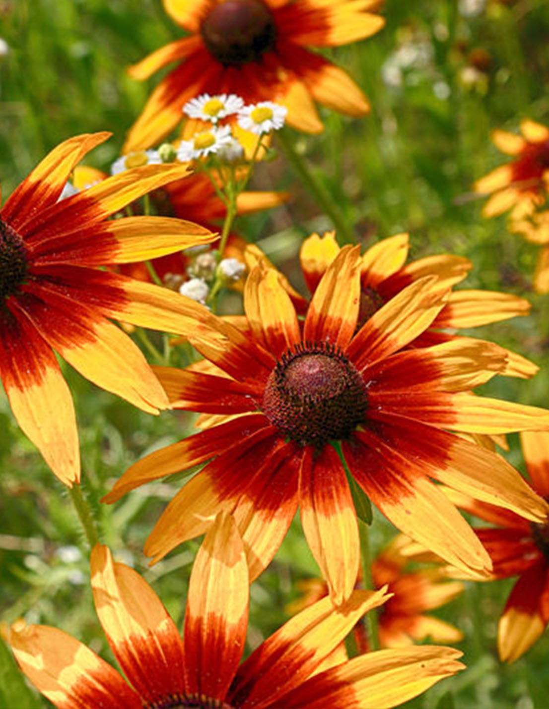 Rudbeckia 'Prairie Glow' - Green's of Ireland Online Garden Shop.  Flower Bulbs, West Cork Bulbs, Daffodil Bulbs, Tulip Bulbs, Crocus Bulbs, Autumn Bulbs, Bulbs, Cheap Bulbs