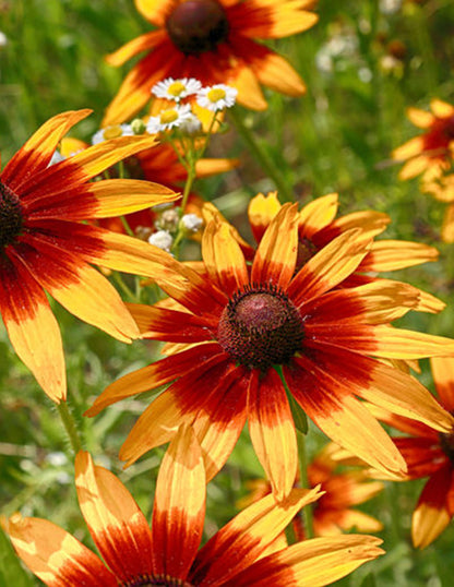 Rudbeckia 'Prairie Glow' - Green's of Ireland Online Garden Shop.  Flower Bulbs, West Cork Bulbs, Daffodil Bulbs, Tulip Bulbs, Crocus Bulbs, Autumn Bulbs, Bulbs, Cheap Bulbs