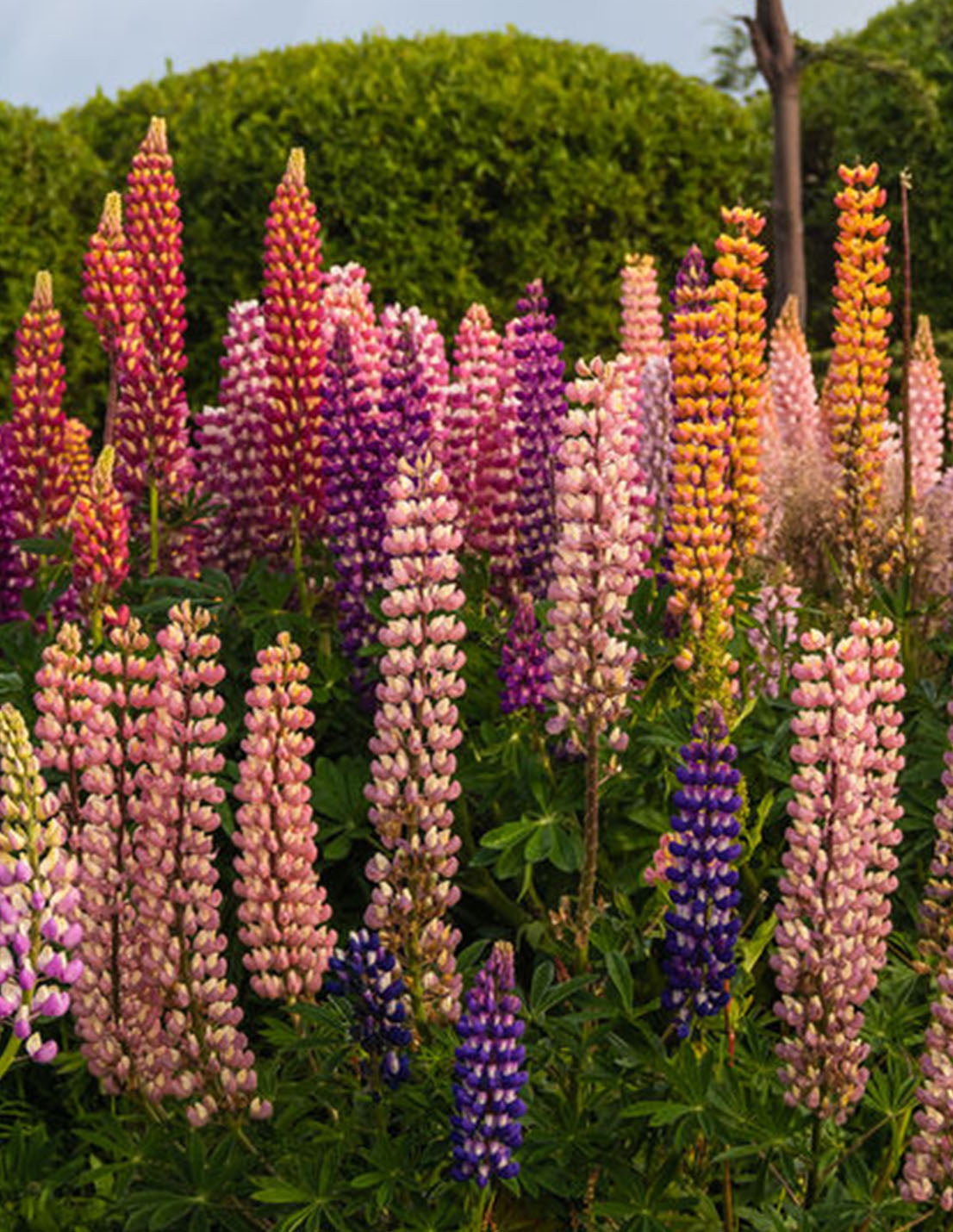 Lupinus Rusell Hybrid Mixed - Green's of Ireland Online Garden Shop.  Flower Bulbs, West Cork Bulbs, Daffodil Bulbs, Tulip Bulbs, Crocus Bulbs, Autumn Bulbs, Bulbs, Cheap Bulbs