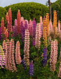 Lupinus Rusell Hybrid Mixed - Green's of Ireland Online Garden Shop.  Flower Bulbs, West Cork Bulbs, Daffodil Bulbs, Tulip Bulbs, Crocus Bulbs, Autumn Bulbs, Bulbs, Cheap Bulbs