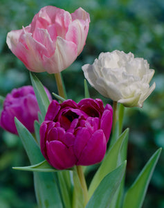 Apollo Tulip Mix