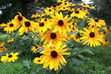 Rudbeckia 'Goldstrum' - Green's of Ireland Online Garden Shop.  Flower Bulbs, West Cork Bulbs, Daffodil Bulbs, Tulip Bulbs, Crocus Bulbs, Autumn Bulbs, Bulbs, Cheap Bulbs