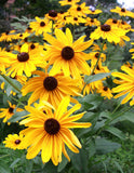 Rudbeckia 'Goldstrum' - Green's of Ireland Online Garden Shop.  Flower Bulbs, West Cork Bulbs, Daffodil Bulbs, Tulip Bulbs, Crocus Bulbs, Autumn Bulbs, Bulbs, Cheap Bulbs