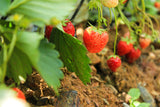 Strawberry "Polka" 5 roots - Green's of Ireland Online Garden Shop. Berry, West Cork Bulbs, Daffodil Bulbs, Tulip Bulbs, Crocus Bulbs, Autumn Bulbs, Bulbs, Cheap Bulbs