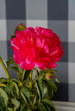 Bare root peonies Red Sarah Bernard - Green's of Ireland Online Garden Shop.  Peonies, West Cork Bulbs, Daffodil Bulbs, Tulip Bulbs, Crocus Bulbs, Autumn Bulbs, Bulbs, Cheap Bulbs