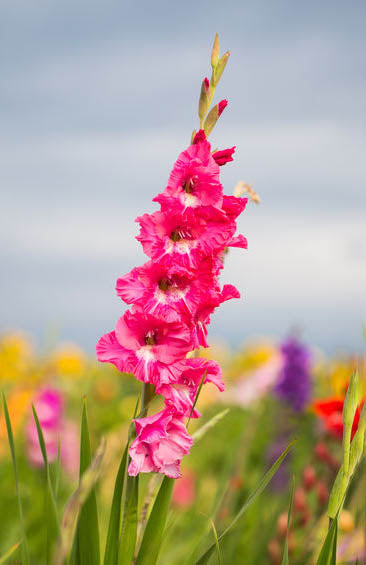 Gladioli Large Flowering  'Hugo' - Green's of Ireland Online Garden Shop.  Flower Bulbs, West Cork Bulbs, Daffodil Bulbs, Tulip Bulbs, Crocus Bulbs, Autumn Bulbs, Bulbs, Cheap Bulbs