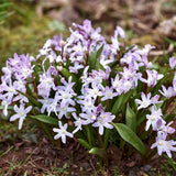 Chionodoxa Pink - Green's of Ireland Online Garden Shop. Miscellaneous, West Cork Bulbs, Daffodil Bulbs, Tulip Bulbs, Crocus Bulbs, Autumn Bulbs, Bulbs, Cheap Bulbs