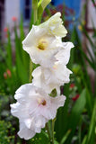 Gladioli Large Flowering  'Snowdon' - Green's of Ireland Online Garden Shop.  Flower Bulbs, West Cork Bulbs, Daffodil Bulbs, Tulip Bulbs, Crocus Bulbs, Autumn Bulbs, Bulbs, Cheap Bulbs